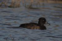 Aythya fuligula
