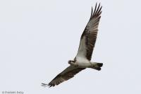 Pandion haliaetus
