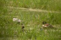 Podiceps nigricollis