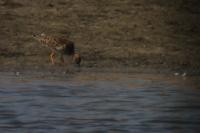 Calidris pugnax