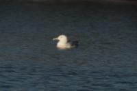 Larus cachinnans
