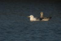 Larus cachinnans