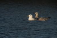 Larus cachinnans