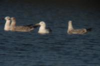 Larus cachinnans