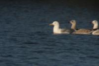 Larus cachinnans