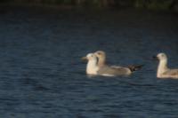 Larus cachinnans