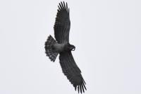 Circaetus gallicus