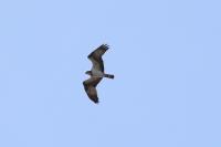 Pandion haliaetus