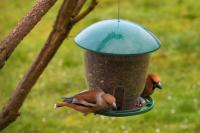 Coccothraustes coccothraustes