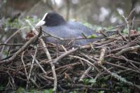 Fulica atra