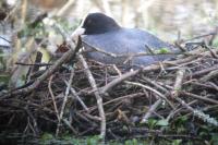 Fulica atra