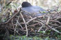 Fulica atra