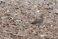 Burhinus oedicnemus