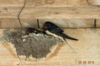 Hirundo rustica