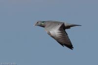 Columba oenas