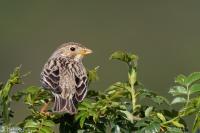 Emberiza calandra