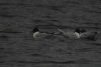 Hydrocoloeus minutus