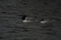 Hydrocoloeus minutus