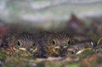 Erithacus rubecula