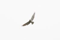 Circaetus gallicus