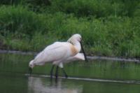 Platalea leucorodia