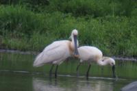 Platalea leucorodia