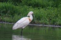 Platalea leucorodia