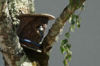 Cyanistes caeruleus