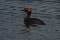 Podiceps auritus