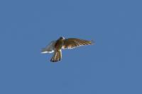 Falco tinnunculus