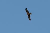 Milvus migrans