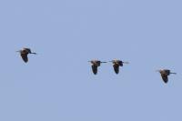 Ardea purpurea
