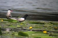 Chlidonias leucopterus