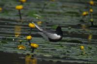 Chlidonias leucopterus