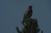 Circaetus gallicus