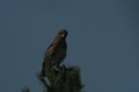 Circaetus gallicus