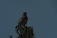 Circaetus gallicus