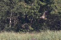 Haliaeetus albicilla
