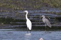 Egretta gularis
