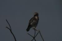 Circaetus gallicus