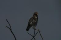 Circaetus gallicus
