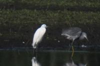 Egretta gularis