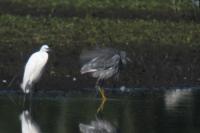 Egretta gularis