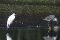 Egretta gularis