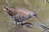 Rallus aquaticus