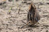 Gallinago gallinago