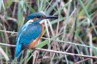 Alcedo atthis