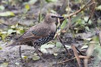 Sturnus vulgaris