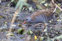 Rallus aquaticus