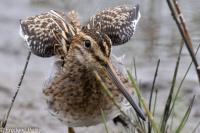 Gallinago gallinago